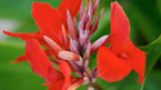 Botanisk Have