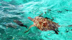 Surin Islands