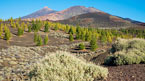Teide - en naturoplevelse
